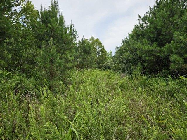 Land for sale in Brilliant, Alabama