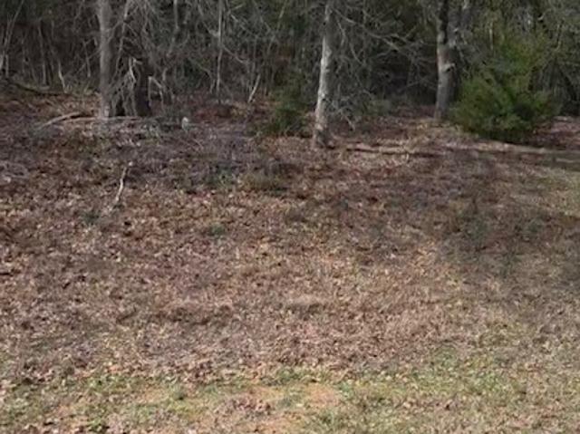Land for sale in Millican, Texas