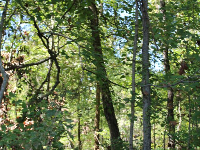 Land for sale in Commiskey, Indiana