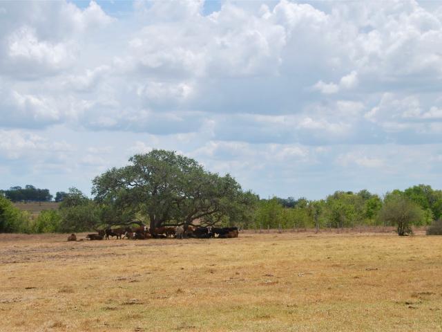 Land for sale in Shiner, Texas