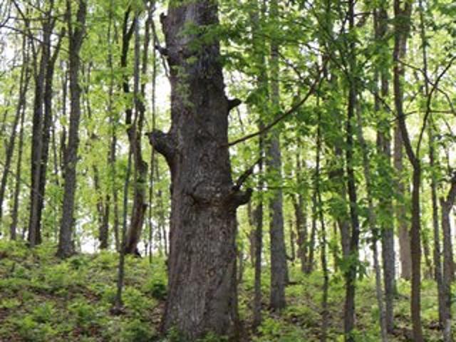 Land for sale in Willard, Missouri