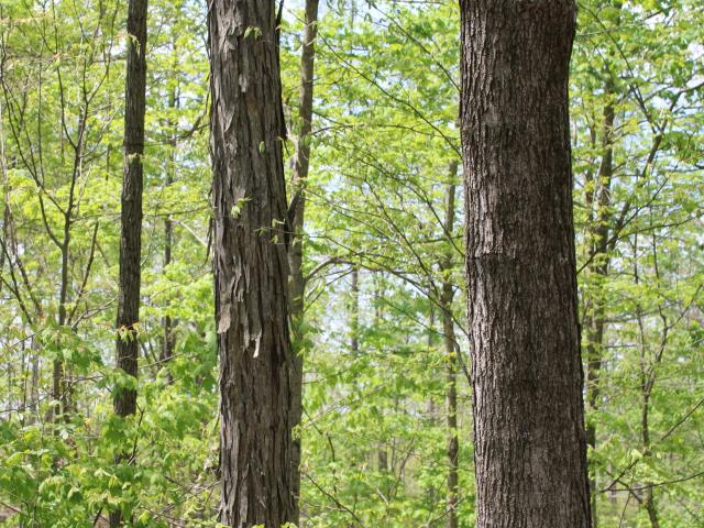 Land for sale in Indiana