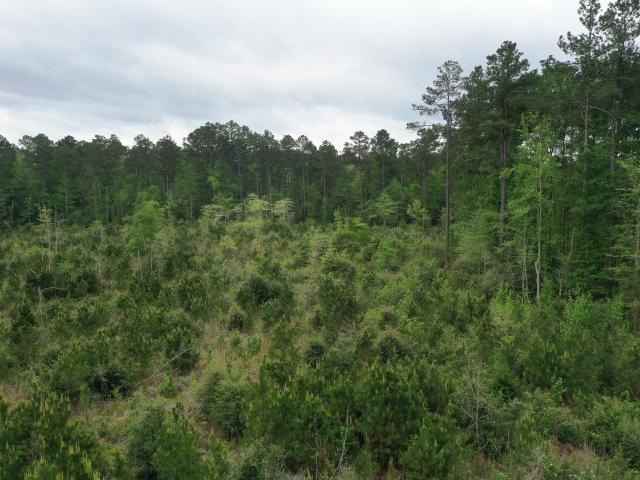Land for sale in San Augustine, Texas