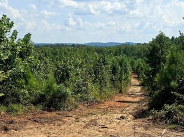 Land for sale in Wedowee, Alabama