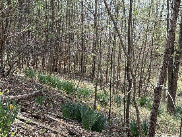 Land for sale in Thaxton