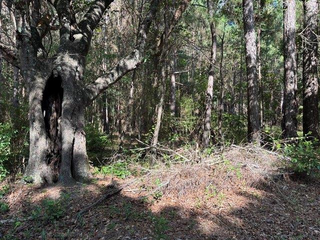 Land for sale in Pavo, Georgia