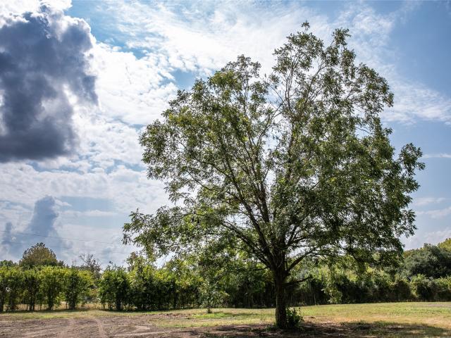Land for sale in Burton, Texas