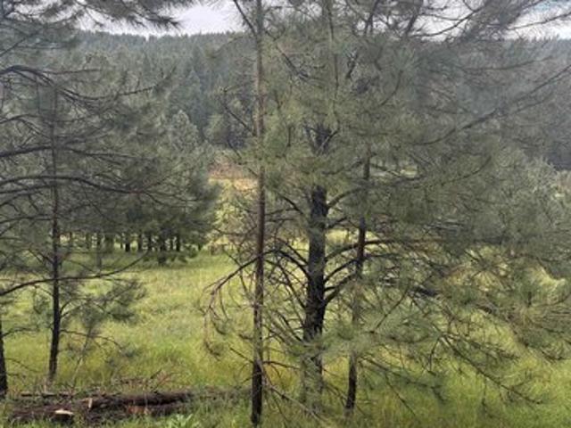 Land for sale in Cloudcroft, New Mexico