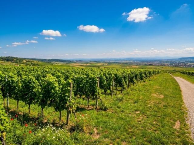 Landwirtschaft kaufen in Straß im Straßertale, Niederösterreich