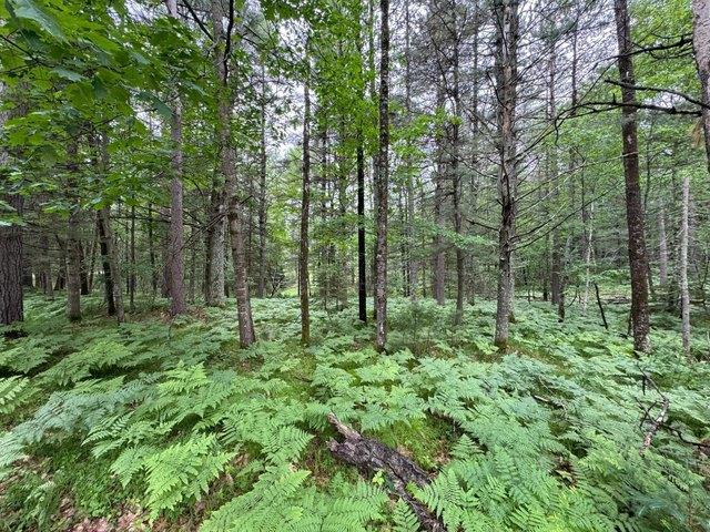 Land for sale in Minocqua, Wisconsin