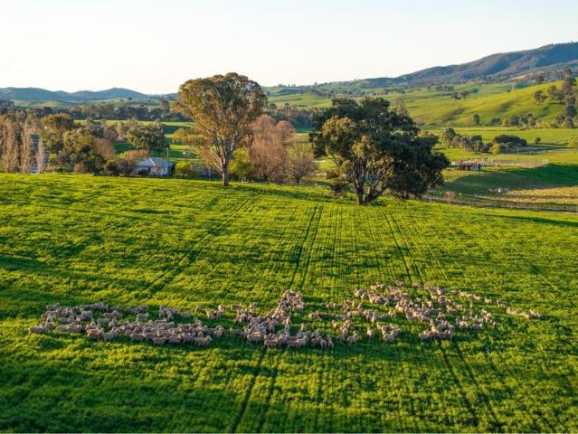 Cottage for sale in Belfrayden, New South Wales