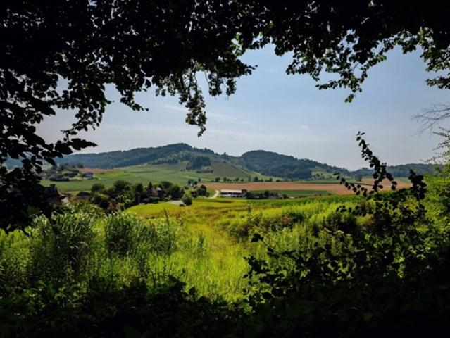 Grundstück kaufen in St. Nikolai im Sausal, Steiermark