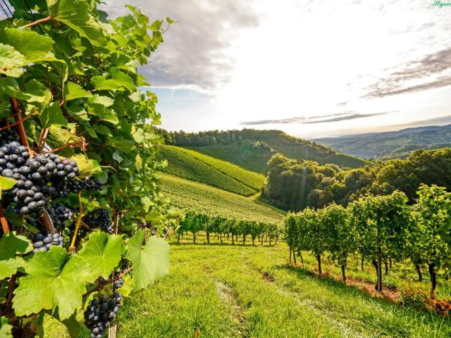 Grundstück kaufen in Paldau, Steiermark