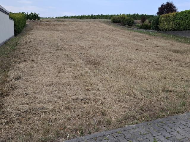 Landwirtschaft kaufen in Welgesheim, Landkreis Mainz-Bingen