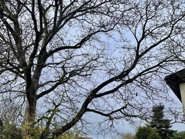 Haus kaufen in Urfahr, Linz