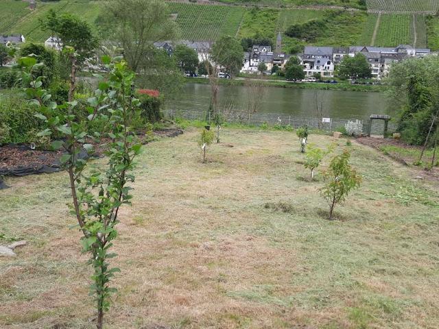 Erdgeschosswohnung kaufen in Zell (Mosel), Landkreis Cochem-Zell