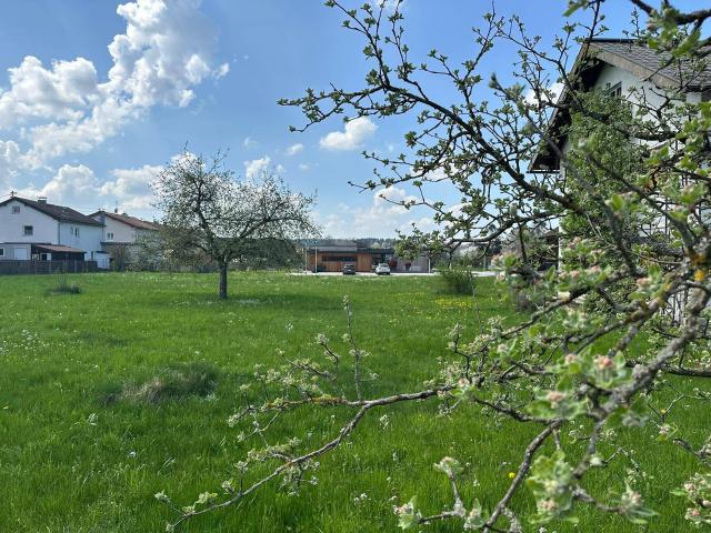 Immobilie kaufen in Schalchen, Oberösterreich