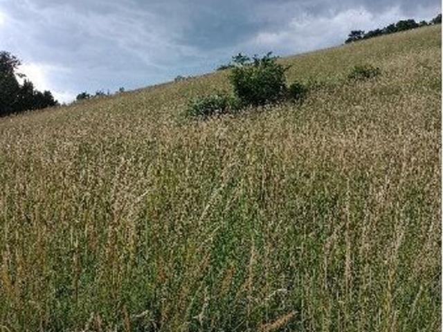 Grundstück kaufen in Neulengbach, Niederösterreich
