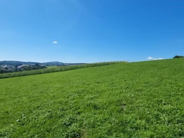 Landwirtschaft kaufen in Bodendorf, Katsdorf