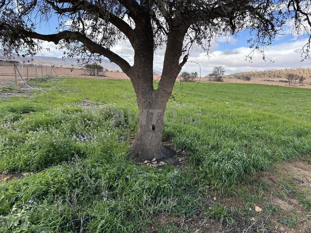 Propriété vente à Ben Slimane