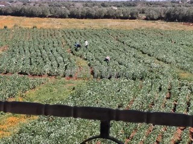 Propriété vente à Ait Ouallal