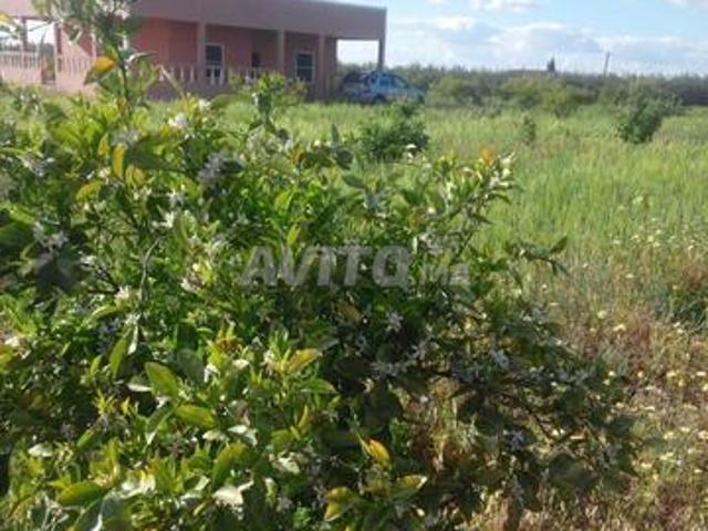 Propriété vente à Sidi Bou Othmane, L'Oriental