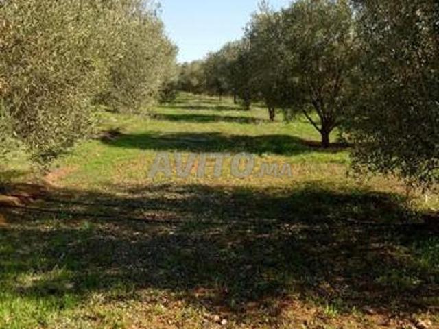 Propriété vente à Ben Ahmed, Gharb-Chrarda-Beni Hssen