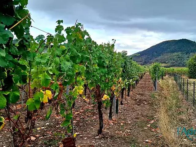 Terrain vente à Turckheim, Collectivité européenne d'Alsace