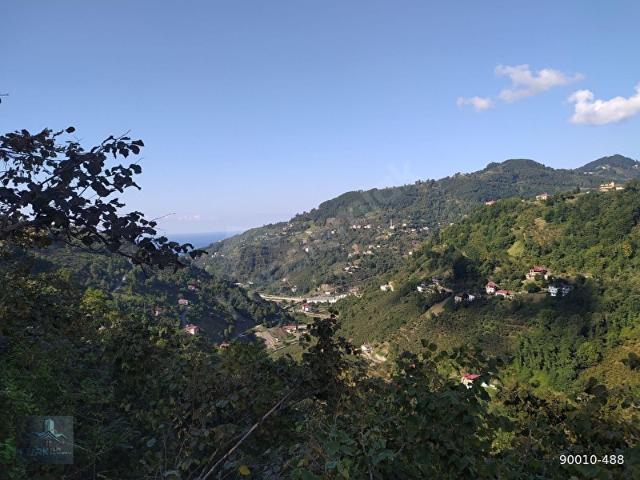 Zeytinlik, Çarşıbaşı içerisinde satılık mülk