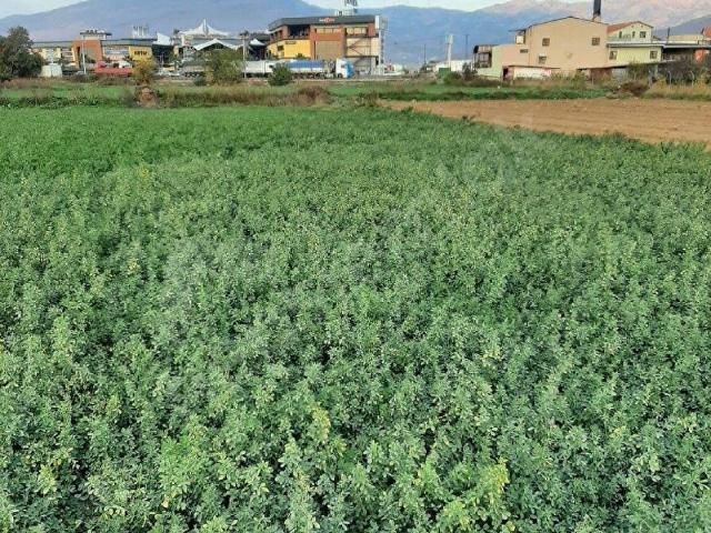 Menemen, İzmir içerisinde satılık Arsa