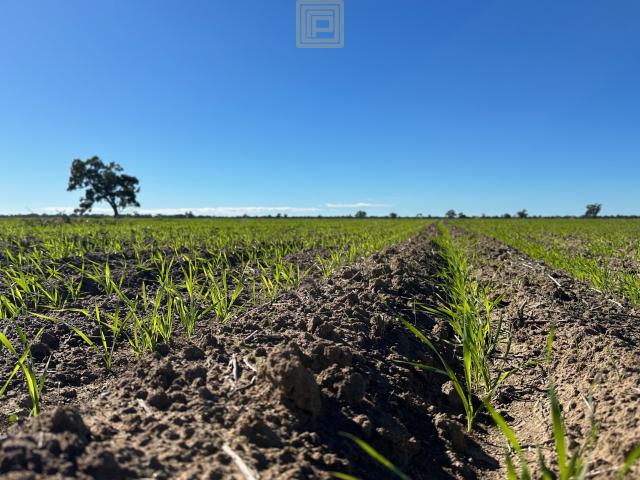 Cottage for sale in Pilliga, New South Wales