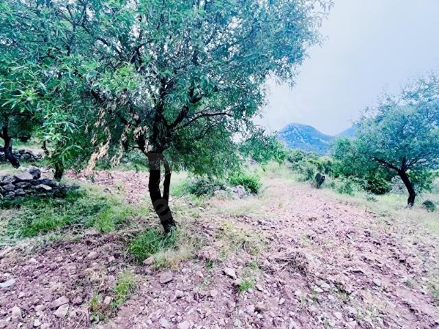 Datça, Muğla içerisinde satılık mülk
