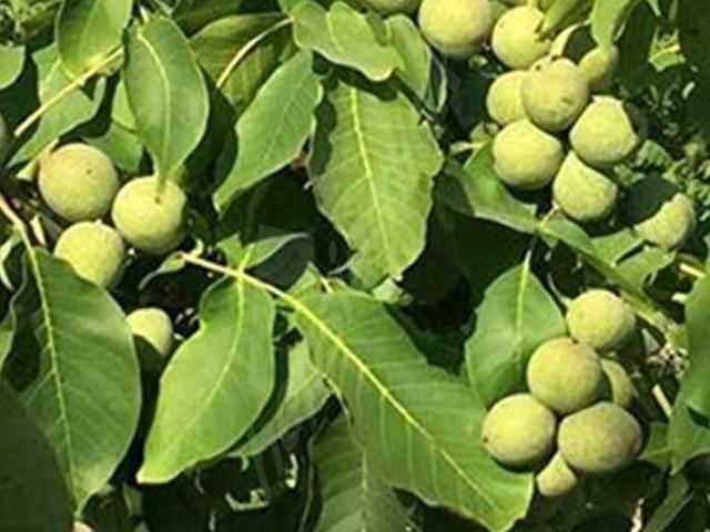 Erdemli, Mersin içerisinde satılık Arsa