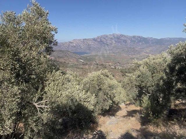 Didim, Aydin içerisinde satılık mülk