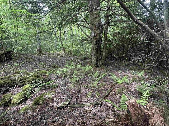 Land for sale in Davis, West Virginia