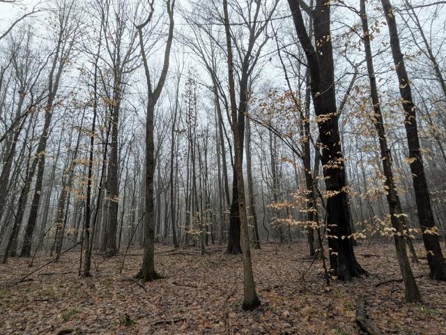 Land for sale in Whittaker, Michigan