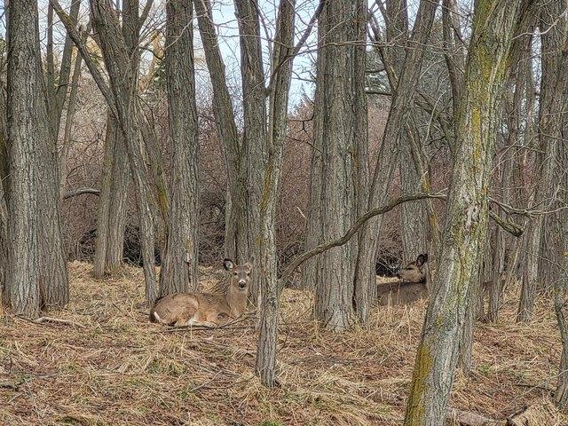 Land for sale in Manistee, Michigan