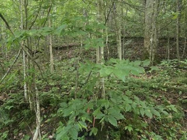 Land for sale in Powell, Kentucky