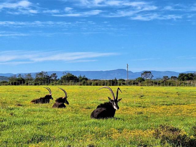 Land for sale in Cape St Francis, Eastern Cape