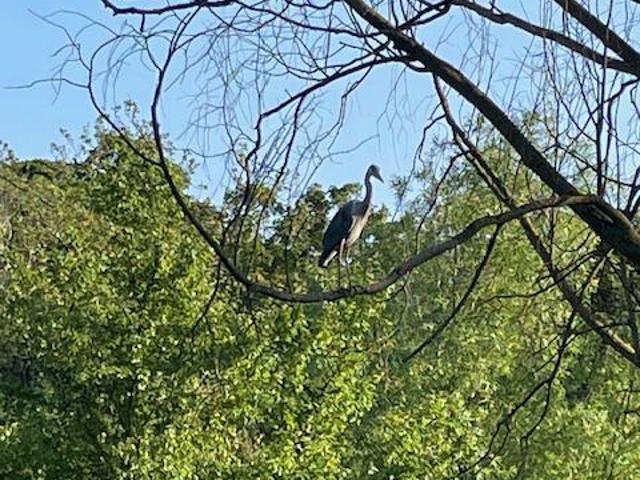 Apartment for rent in Gospel Oak, Greater London