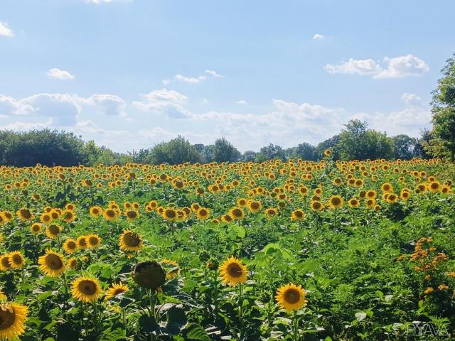 Участок аренда в Полтаве, Полтавской области