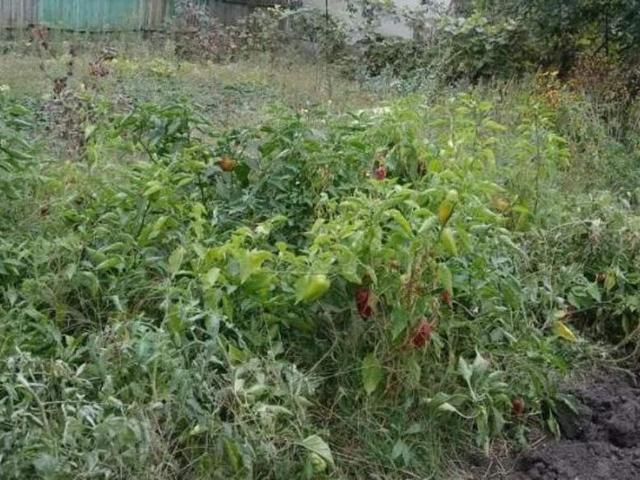 Участок продажа в Великодолинском, Днепропетровской области