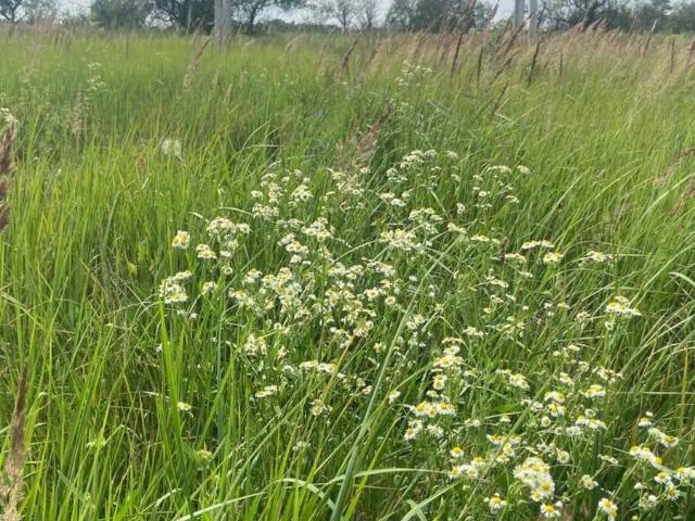 Участок аренда в Горбовичах, Винницкой области