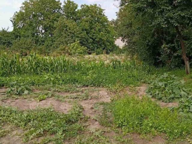 Участок продажа в Великой Березовице