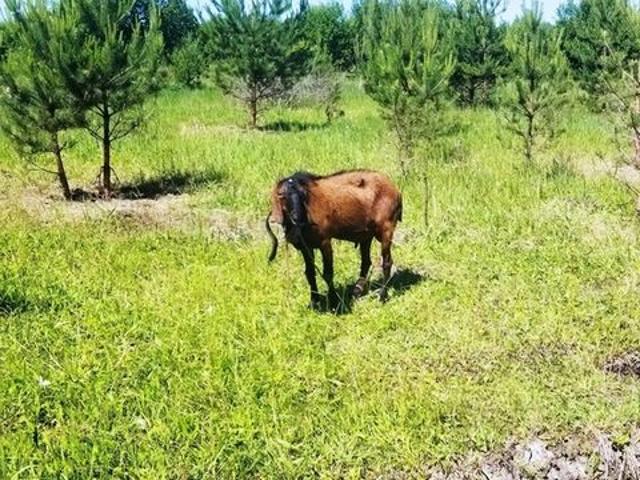 Участок продажа в Тульская область