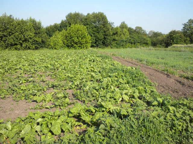 Участок продажа в Великих Прицки, Винницкой области