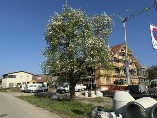 Wohnung kaufen in Amlikon-Bissegg, Thurgau