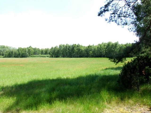 Grunt na sprzedaż w Sąsieczno, Kujawsko-pomorskie