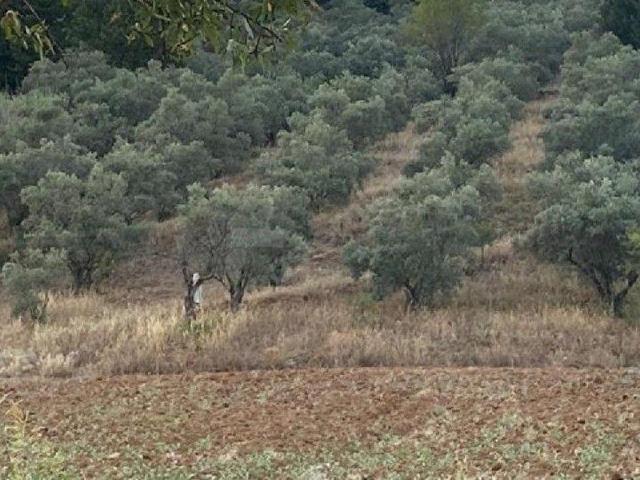 Muğla Merkez, Muğla içerisinde satılık Arsa