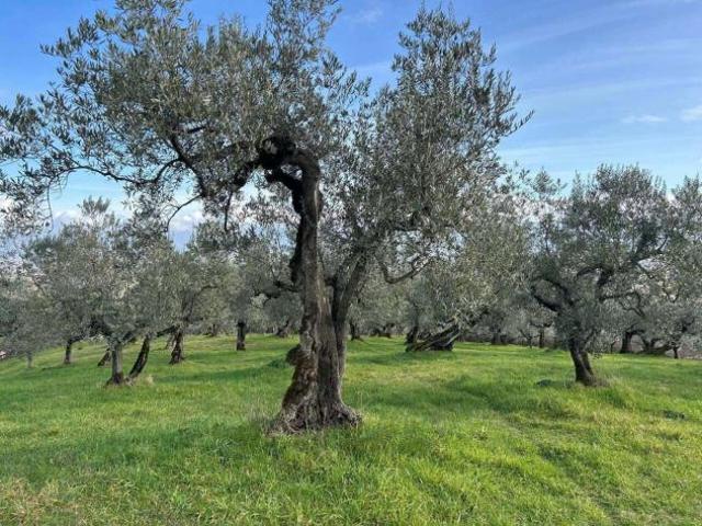 Terreno in vendita a Cecina, Toscana